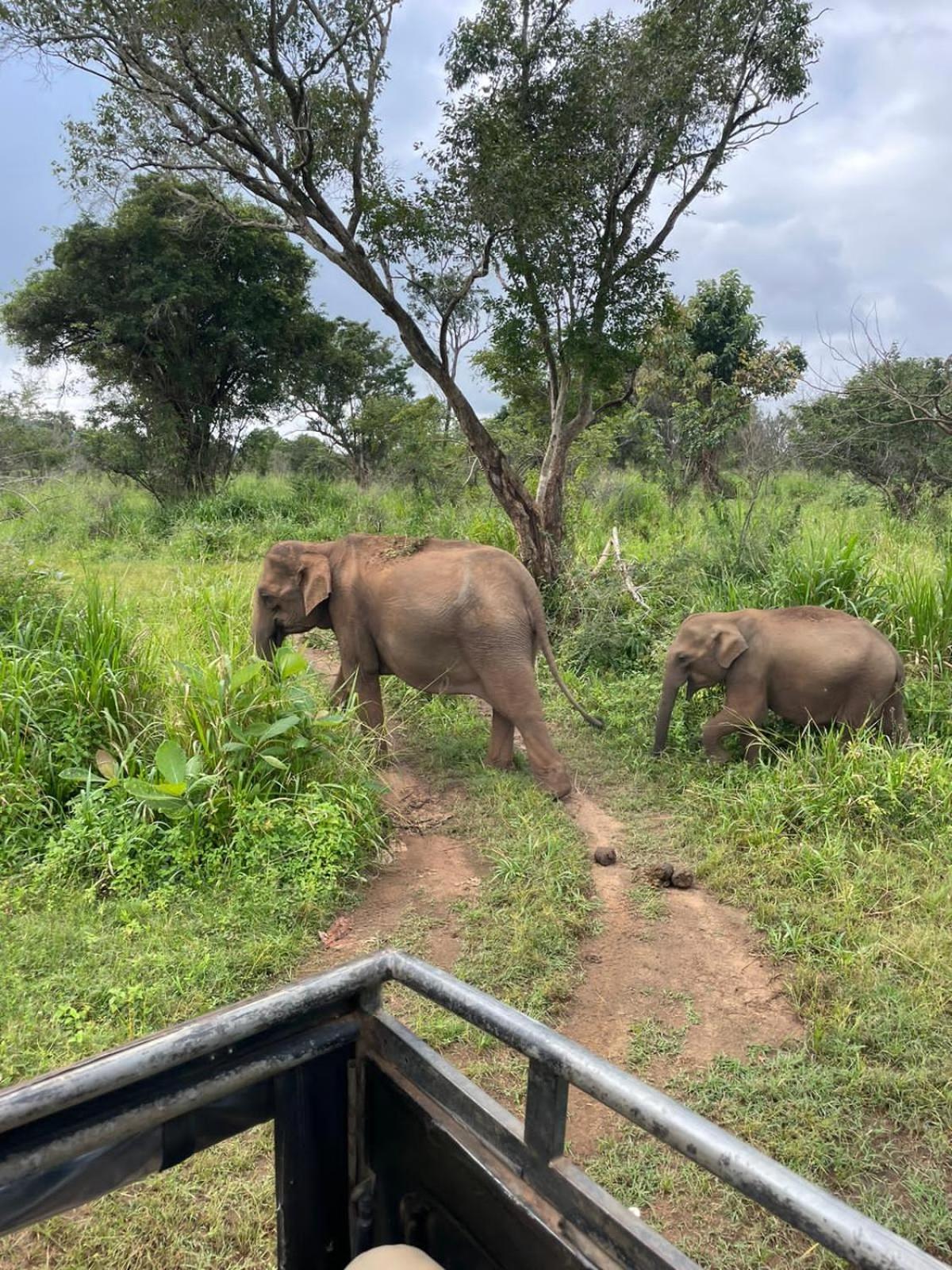 הבאראנה Elephant Safari Lodge Sigiriya Junction מראה חיצוני תמונה