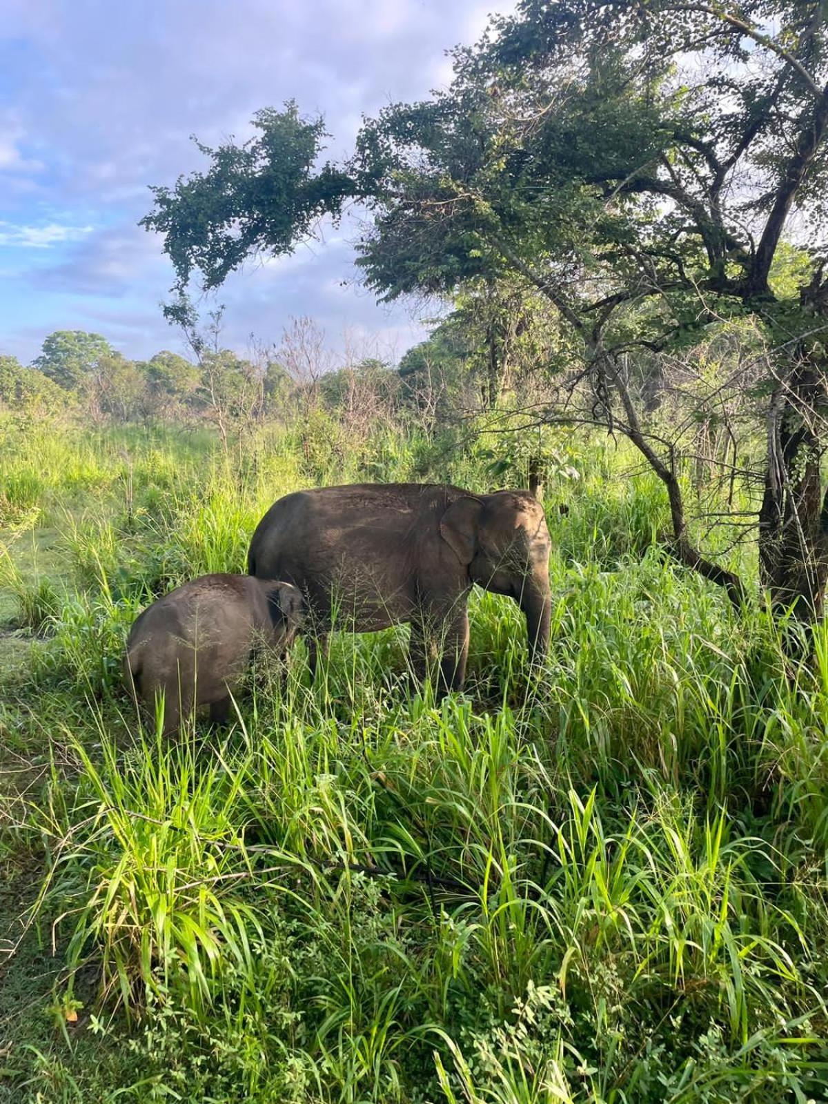 הבאראנה Elephant Safari Lodge Sigiriya Junction מראה חיצוני תמונה