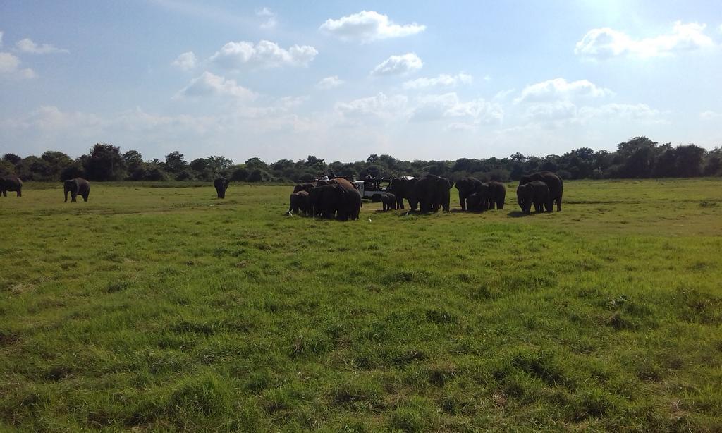 הבאראנה Elephant Safari Lodge Sigiriya Junction מראה חיצוני תמונה